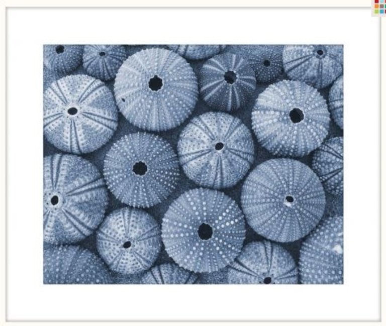 Blue Sea Urchins