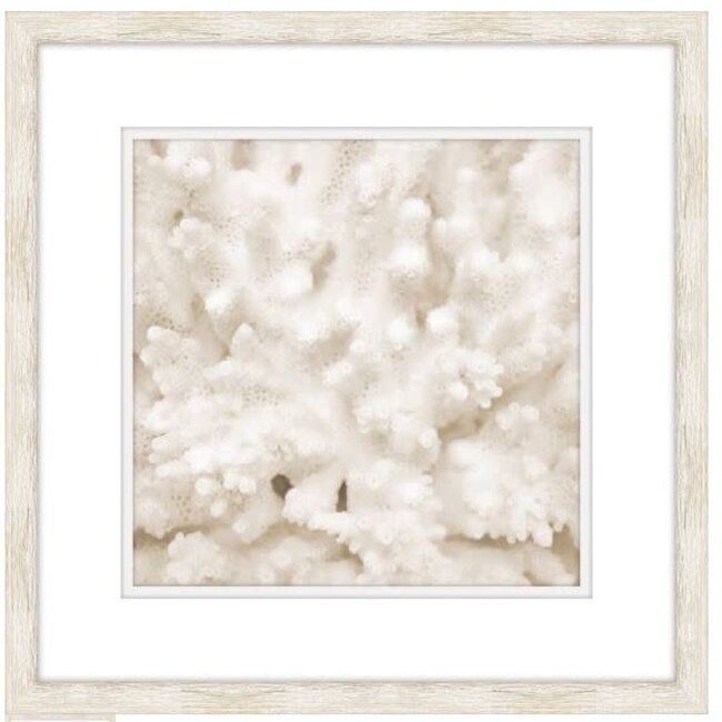 White Coral Artwork