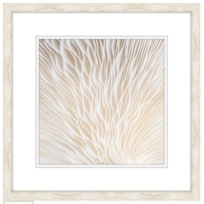 White Coral Artwork