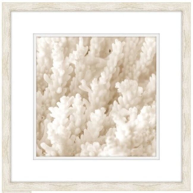 White Coral Artwork