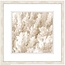 White Coral Artwork