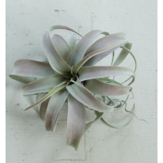 Tillandsia Plant XL