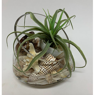 Tillandsia/Shell Glass Bowl