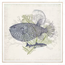 Coastal Ephemera