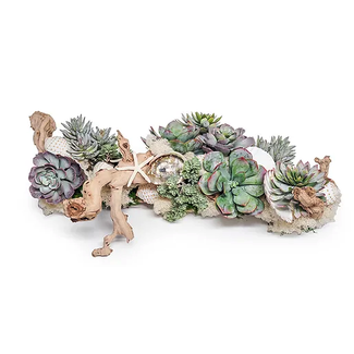 Succulent/ Shell Grapewood Branch