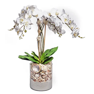 Orchids & Shells