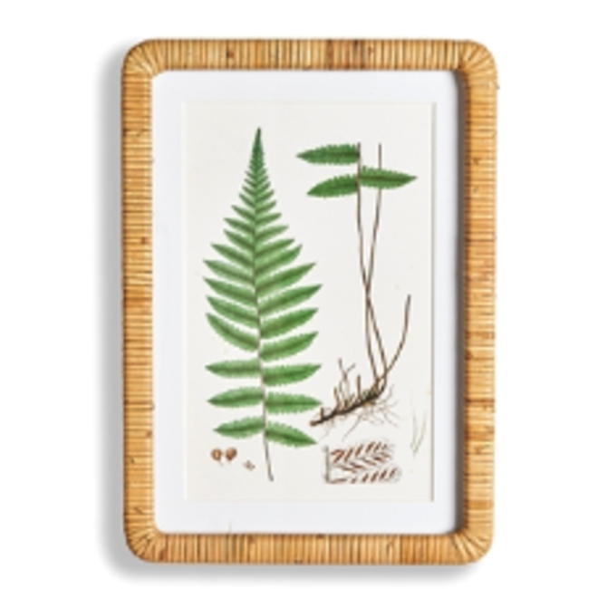 Forest Fern Prints