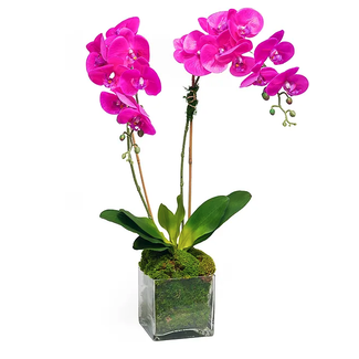 Double Pink Orchids in 6" Glass Cube