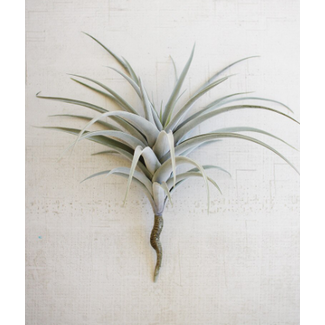 Giant Air Plant