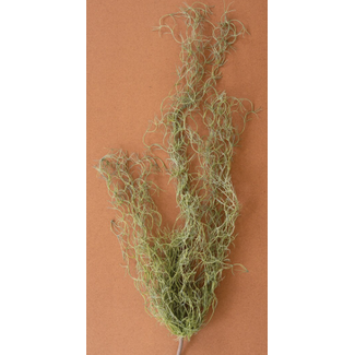 Green Moss