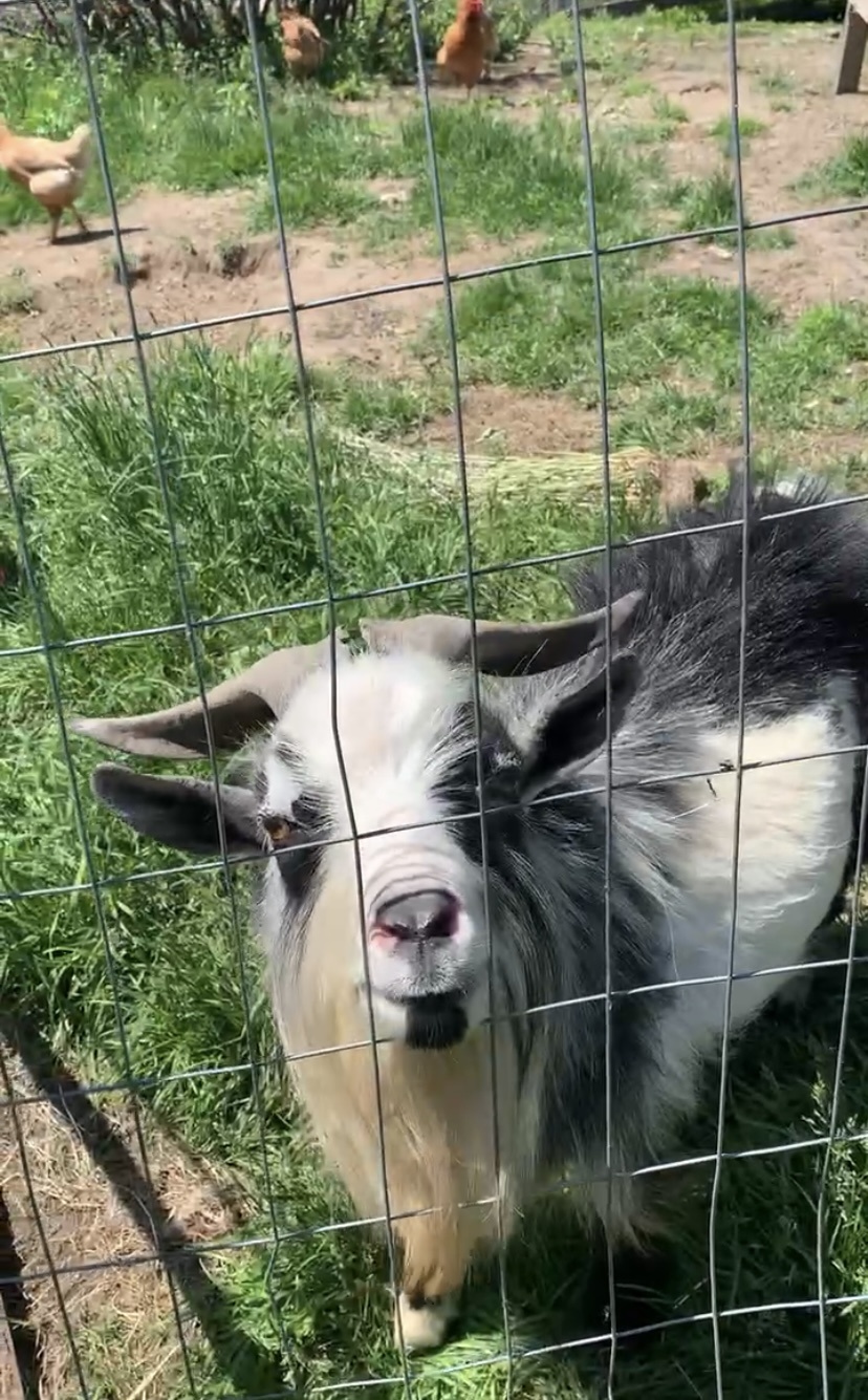 Goat buddies