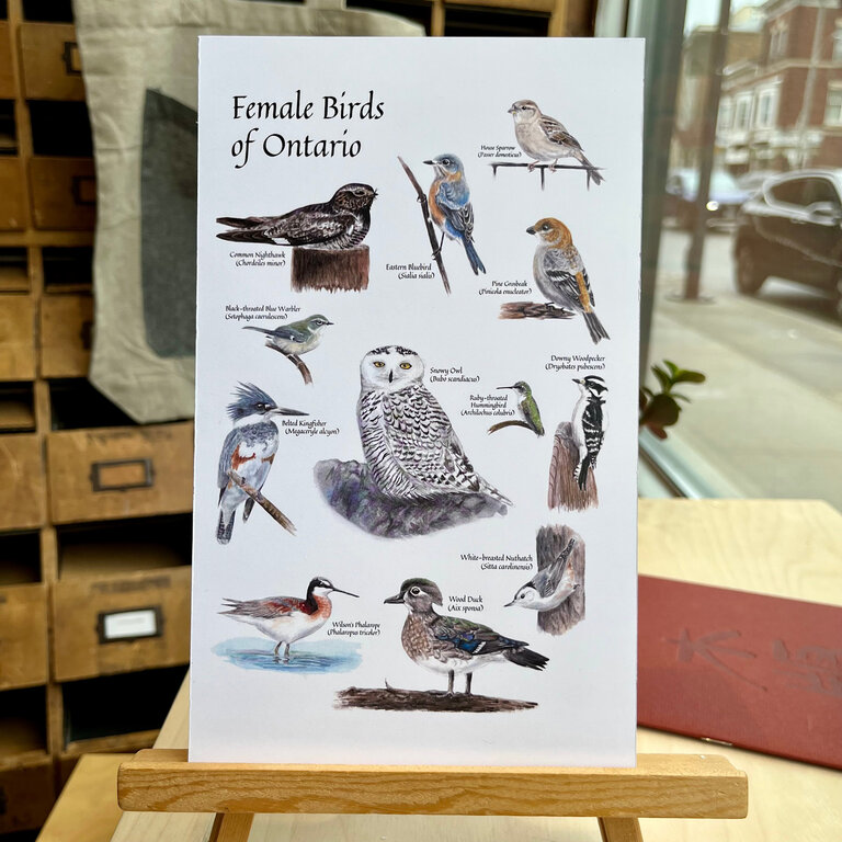 Raspberry Yow-Fairs Female Birds of Ontario Print