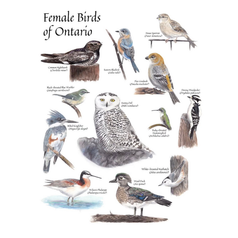 Raspberry Yow-Fairs Female Birds of Ontario Print