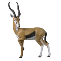 Gazelle 3D Archery Target Pro Series