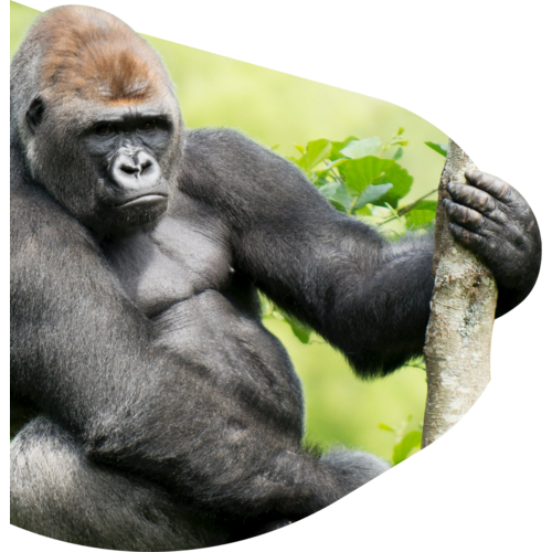 Fahlo The Traverse Gorilla Bracelet