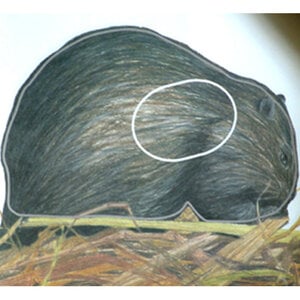 NFAA Field Target Beaver A-2