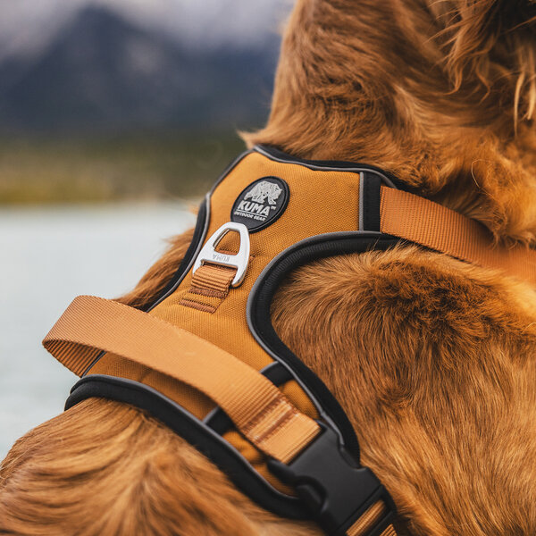 Kuma Lazy Bear Dog Harness