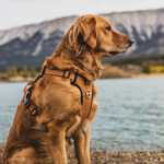 Kuma Lazy Bear Dog Harness