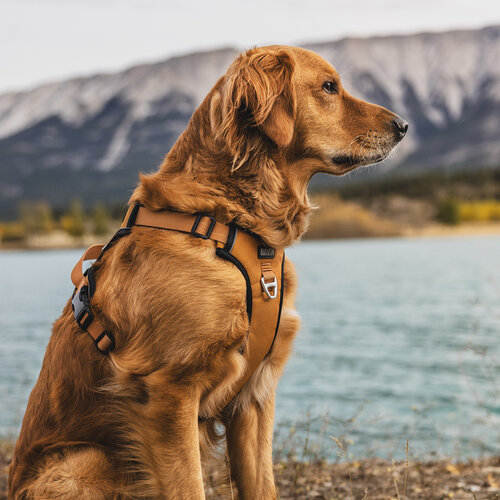 Kuma Lazy Bear Dog Harness