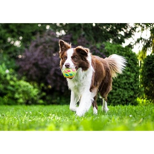 Pet Supplies