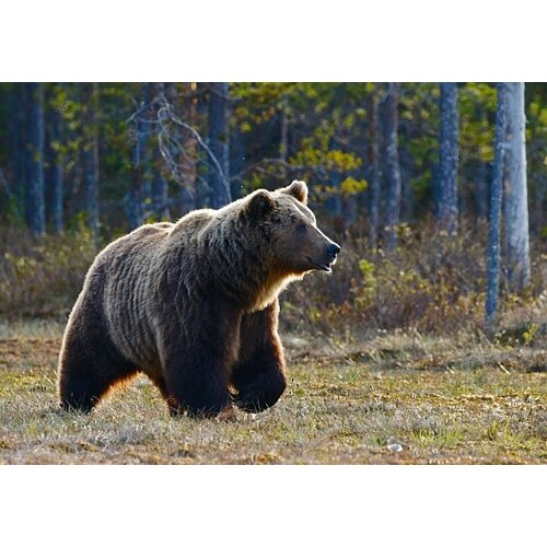 Bear Safety Equipment, Deterrents & Holsters
