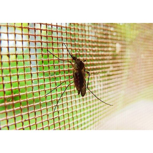 Premium Mosquito Netting & Bug Protection