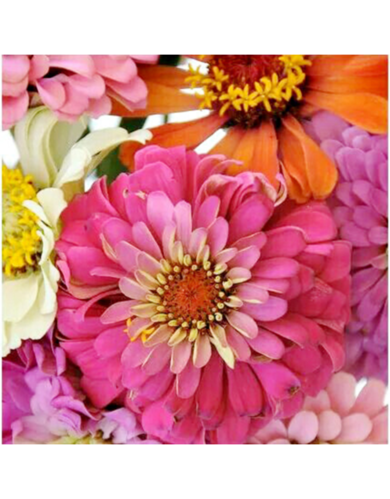Pink Picasso Pink Picasso - Zealous Zinnia