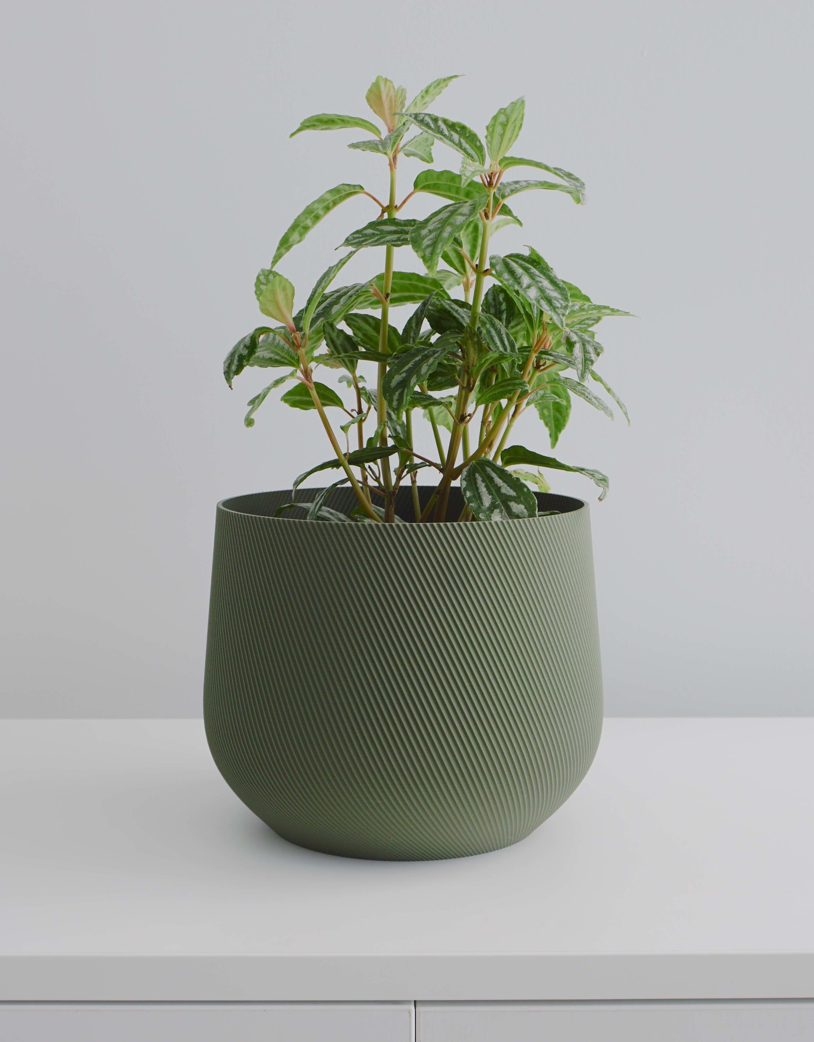 Conifer Pot à Plante Juniper