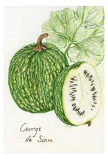 Carte postale Tite Pousse Courge de Siam