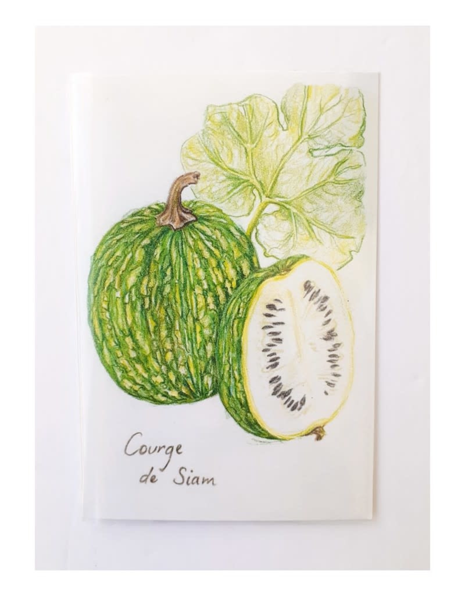 Carte postale Tite Pousse Courge de Siam