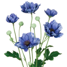 Sullivans Anemone Bush