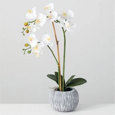 Sullivans Potted Orchid White  12x12x24.5   02484CD