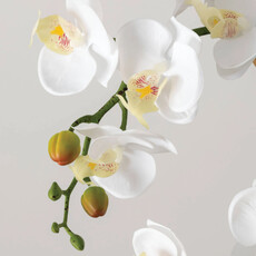 Sullivans Potted Orchid White  12x12x24.5   02484CD