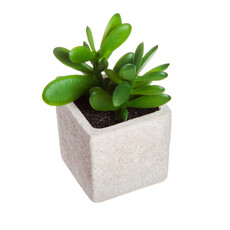 Evergreen Enterprises Succulent in Square Pot