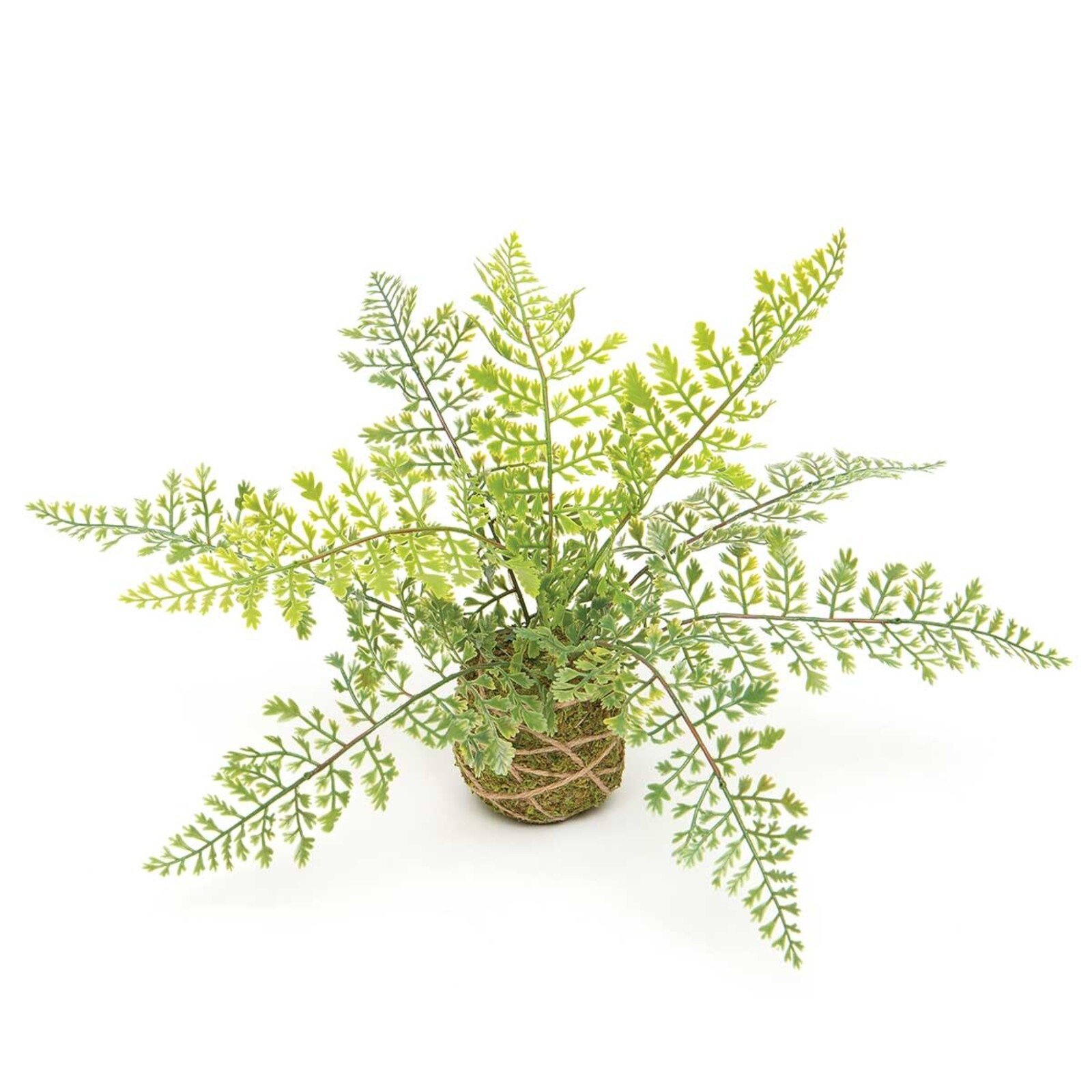 Meravic Maiden Hair Fern on Moss Ball Wrapped with TwineE2065 loading=