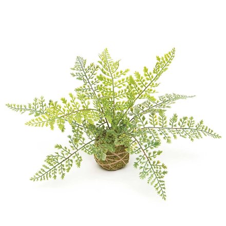 Meravic Maiden Hair Fern on Moss Ball Wrapped with TwineE2065