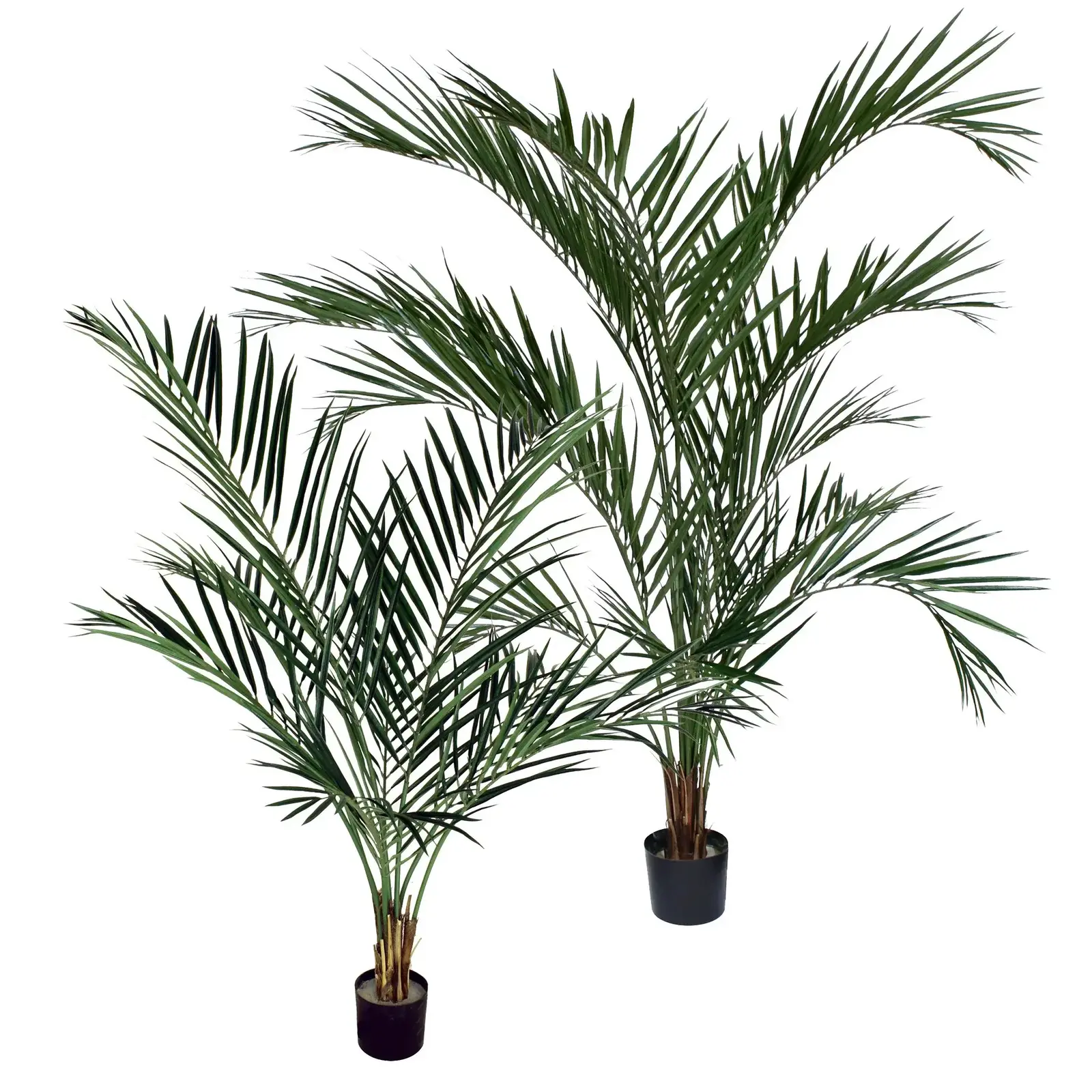 4' Areca Palm Tree  P1648-4 loading=