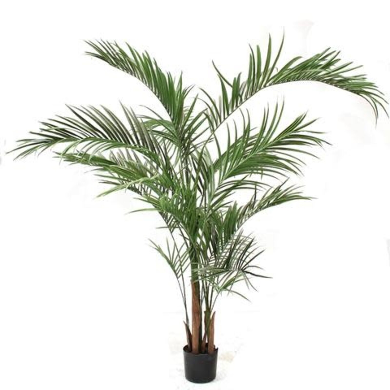 6' Areca Palm Tree  P1648-6 loading=
