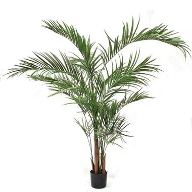 6' Areca Palm Tree  P1648-6