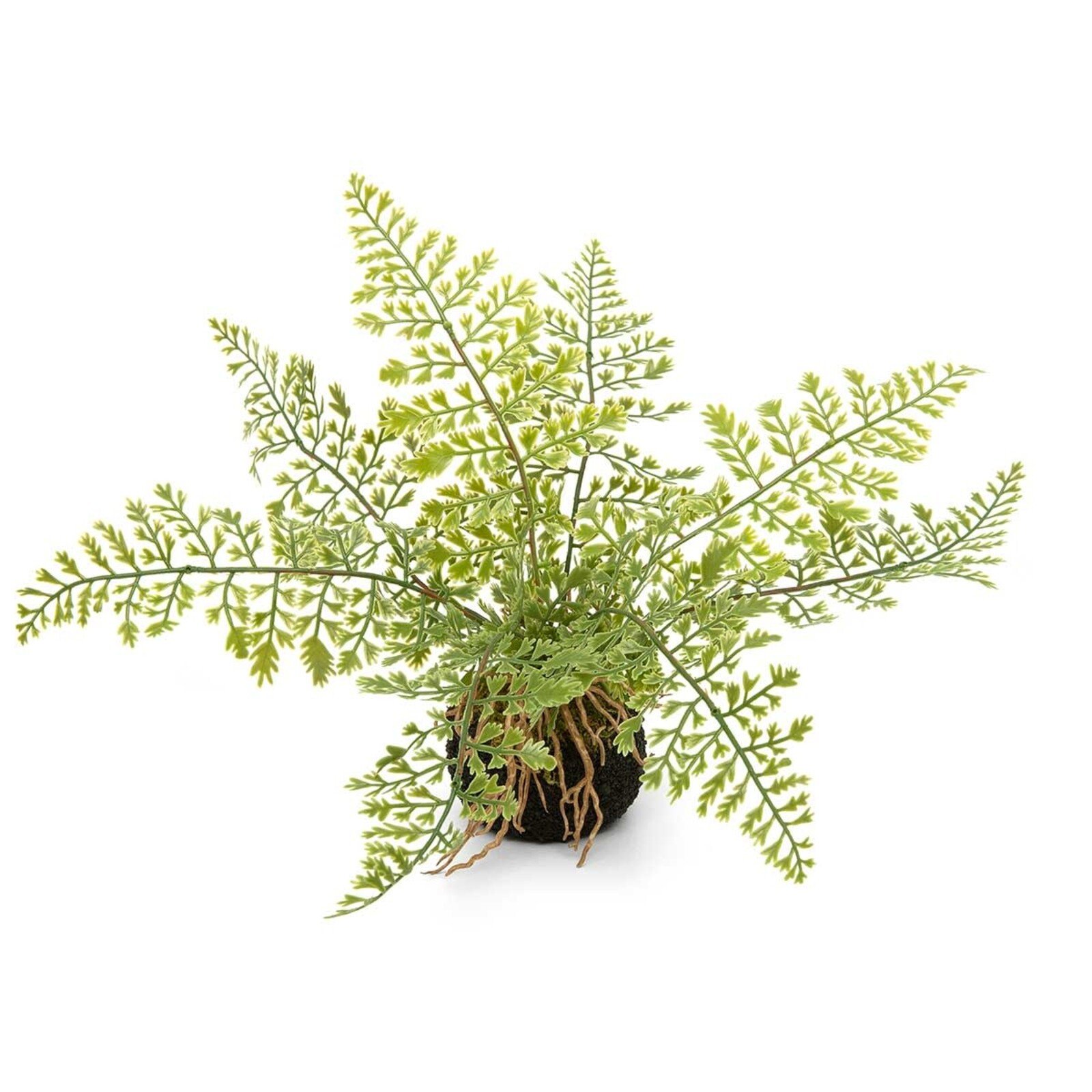 Meravic FERN MAIDENHAIR ON DIRT WITH ROOT  E2212 loading=