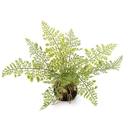 Meravic FERN MAIDENHAIR ON DIRT WITH ROOT  E2212