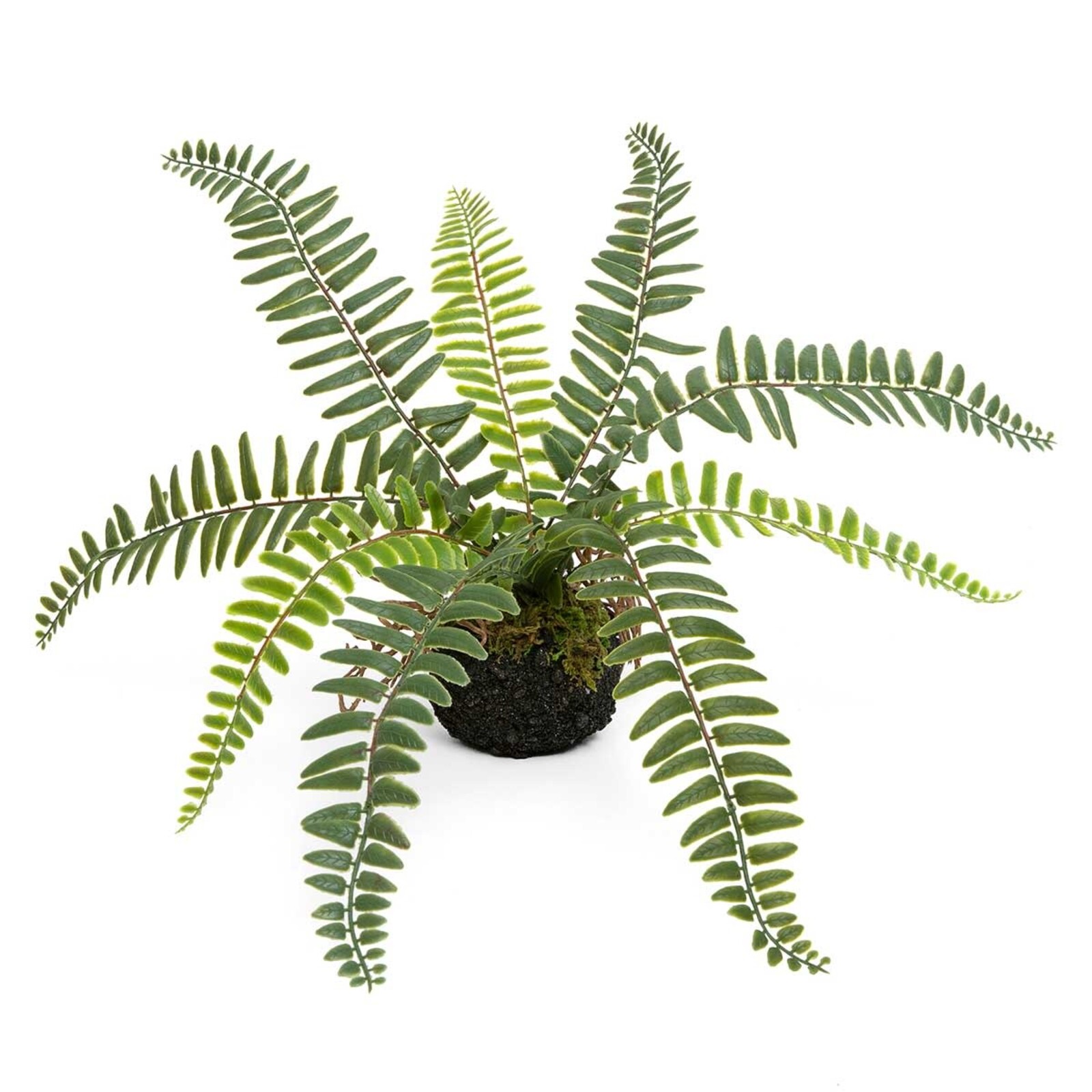 Meravic FERN BOSTON ON DIRT WITH ROOTS E2214 loading=
