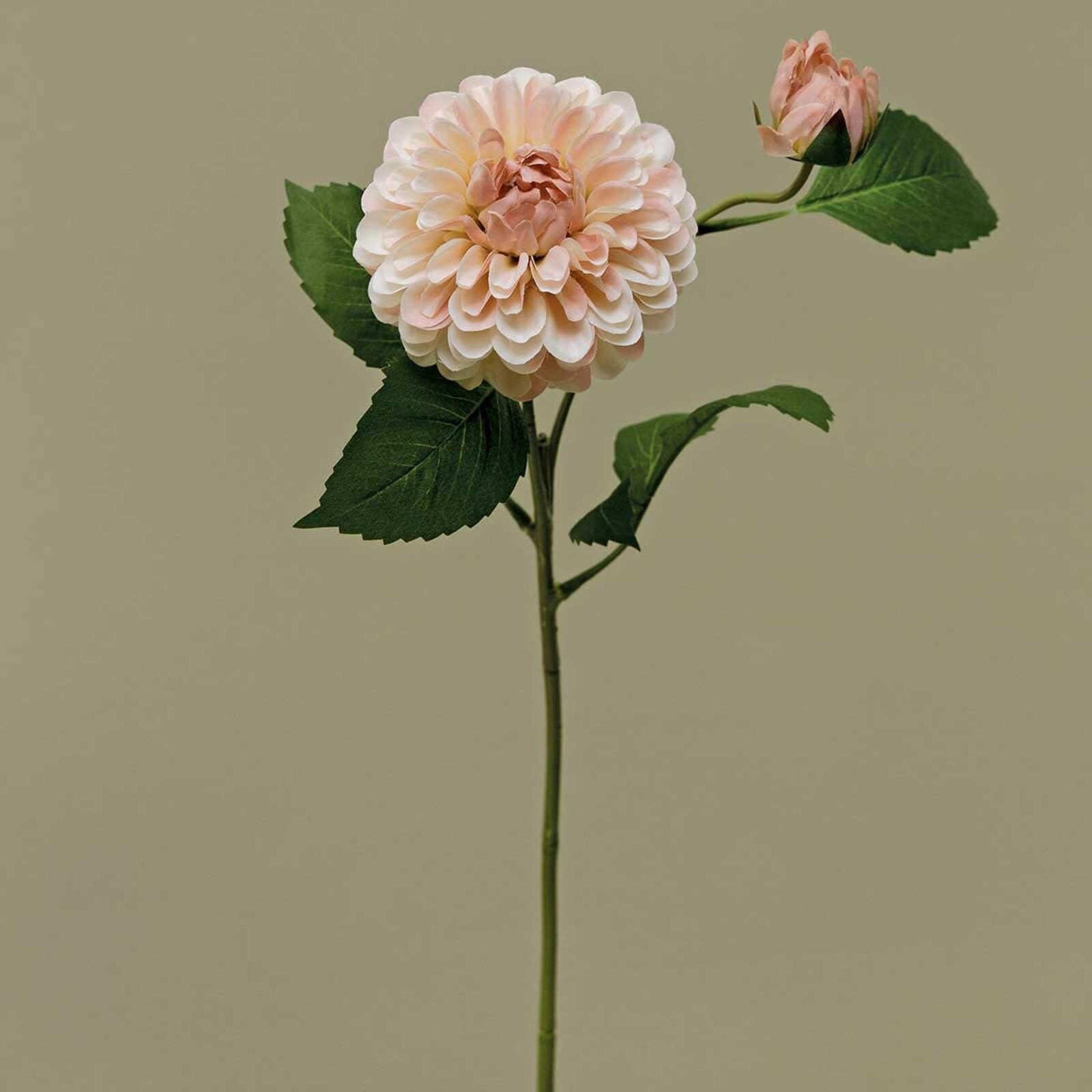Meravic HEIRLOOM DAHLIA BALL BLUSH  M1773 BS loading=