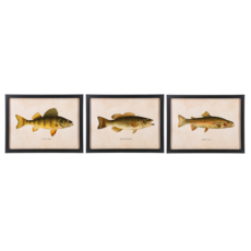 CBK Framed Fish Wall Decor  (1) CB186862