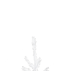 Ganz 2 Feet White Pompass Tree  MX199474