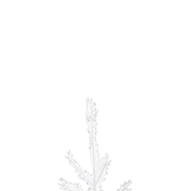 Ganz 2 Feet White Pompass Tree  MX199474