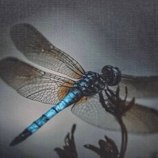 Oswaldo Tapia Dieso Newberry Garden  Notecard (1) Consignment