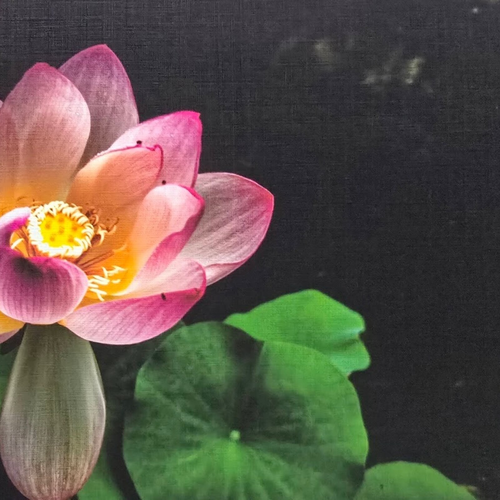 Oswaldo Tapia Dieso Newberry Garden  Notecard (1) Consignment loading=