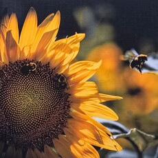 Oswaldo Tapia Dieso Newberry Garden  Notecard (1) Consignment