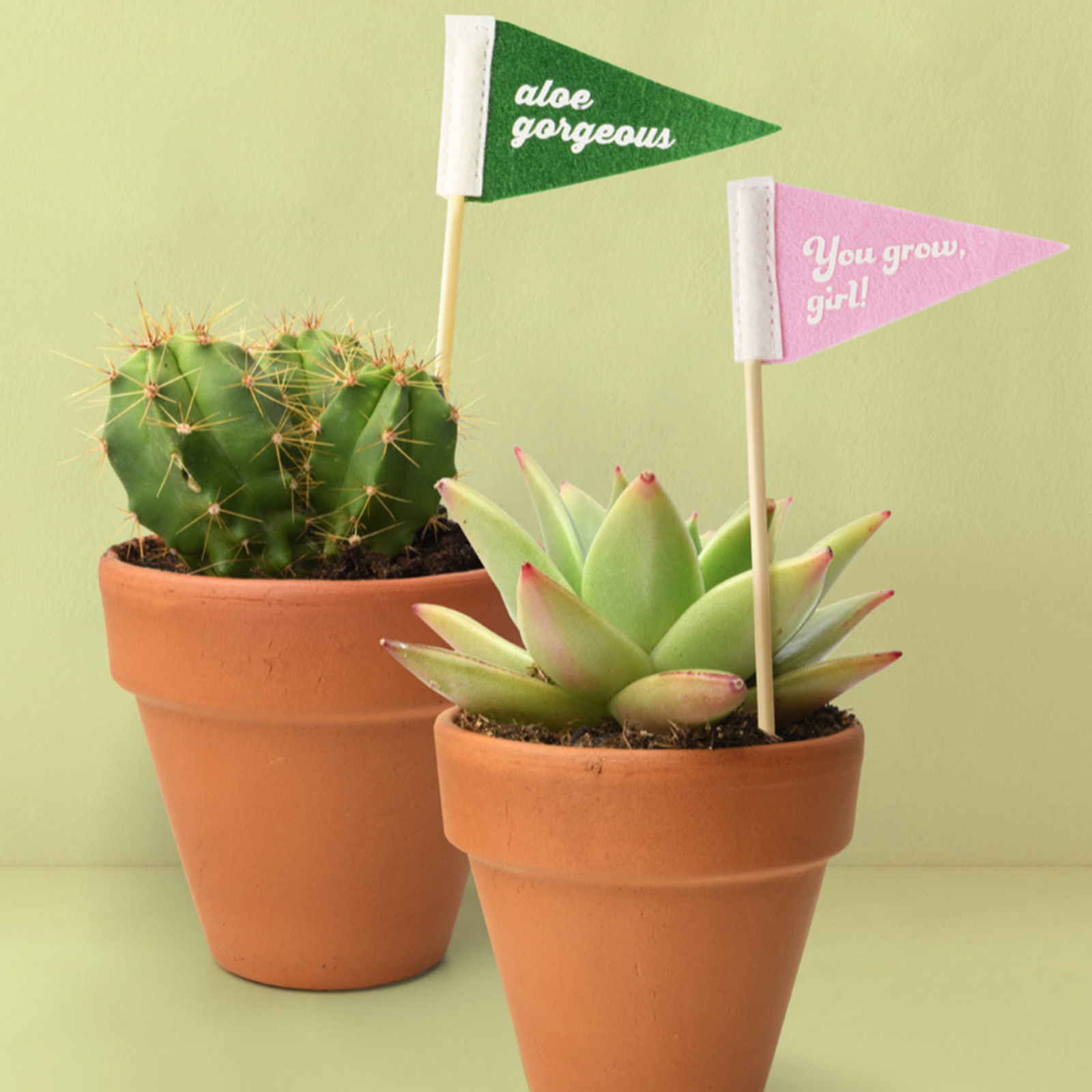 Seed & Sprout Rooting For Your Plant Pennant- Seed & Sprout loading=